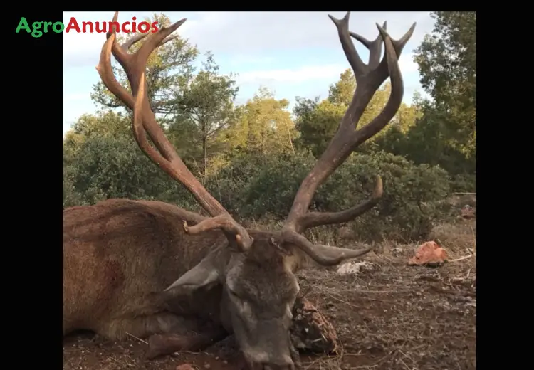 Venta  de Finca de caza mayor en Toledo