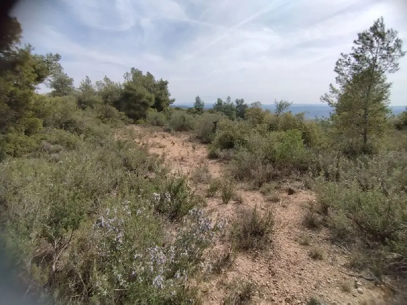 Venta Finca Rustica 17000m2 Albagés Olivos Riego Posible