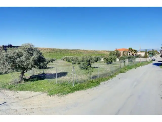 Terreno 5000m2 con 50 Olivos en Las Gabias