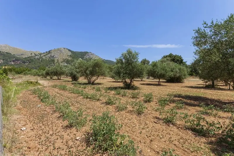 Finca Rustica en Venta Pollenca Mallorca