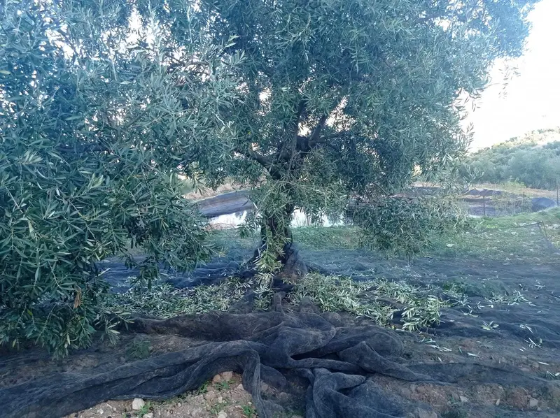 Finca Rustica con Molino de Aceite Grazalema