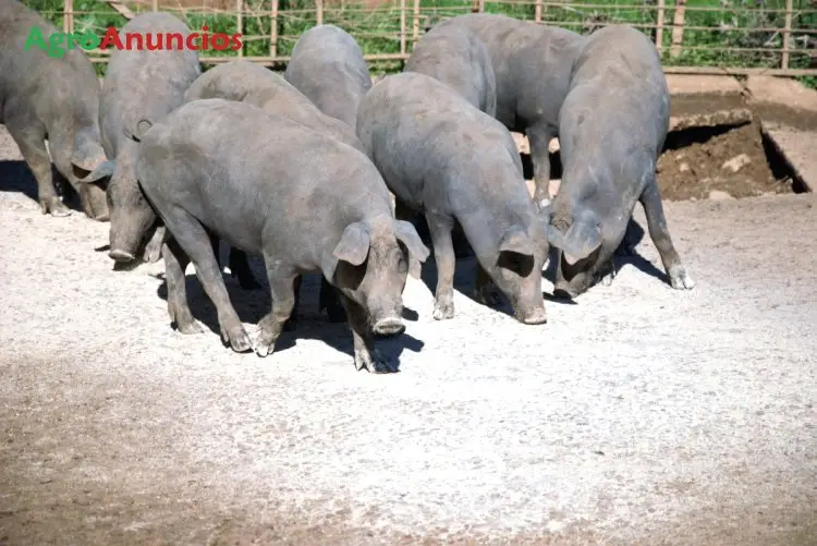 Venta  de Finca ganadera en Badajoz