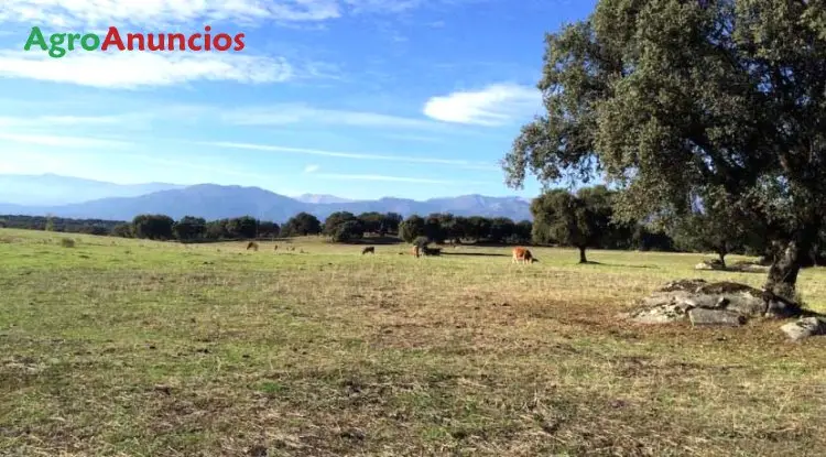 Venta  de Finca ganadera con pradera y dehesa en Toledo