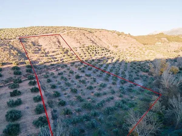 Terreno Rustico con Olivos en Calicasas Granada