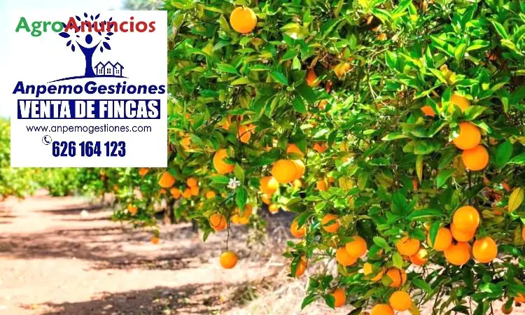 Venta  de Finca de naranjos salustianos en Córdoba