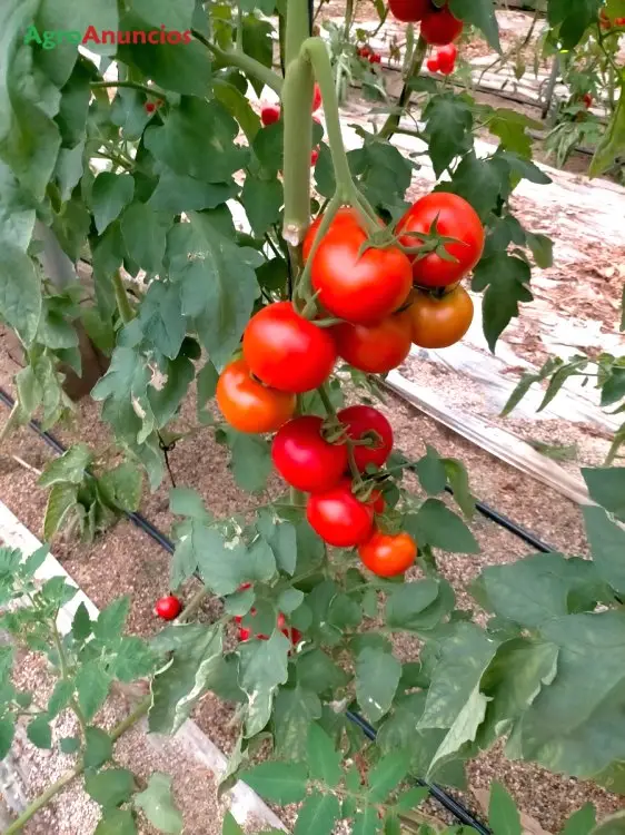 Venta  de Finca invernada en Almería