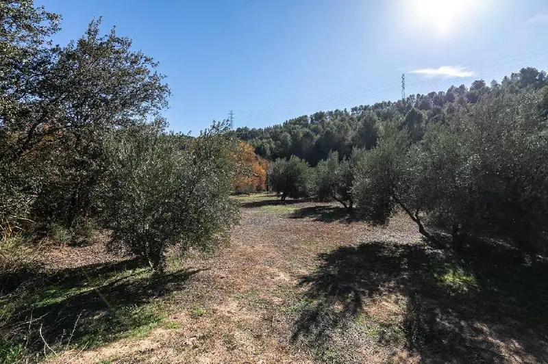 Venta Terreno Olivar Albolote 26000m2