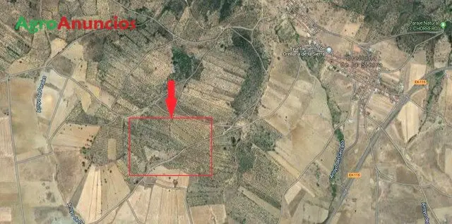 Venta  de Fincas de olivares de secano en Badajoz