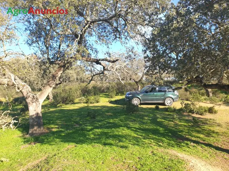 Venta  de Finca con dehesa en Badajoz