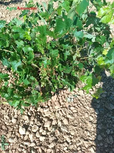 Alquiler  de Finca de viñedos en vaso en Toledo