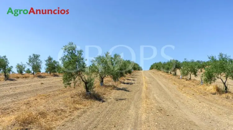 Venta  de Finca de olivos de regadio en Jaén