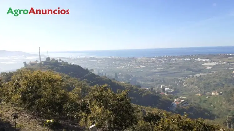 Venta  de Finca de aguacates en Granada