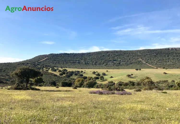 Venta Finca Caza Recreo Ciudad Real 252 Hectareas