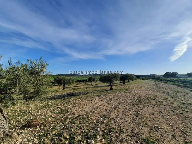 Parcela Rustica en Venta Almansa 17000m2