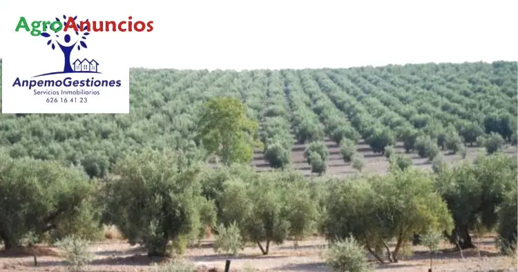 Venta  de Finca de olivar con instalaciones en Sevilla