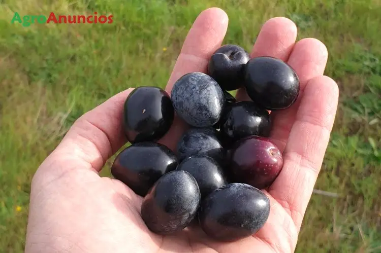 Venta Finca Olivar 11ha Cáceres