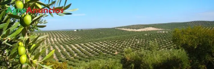 Venta  de Finca con olivar ecologico en Cáceres