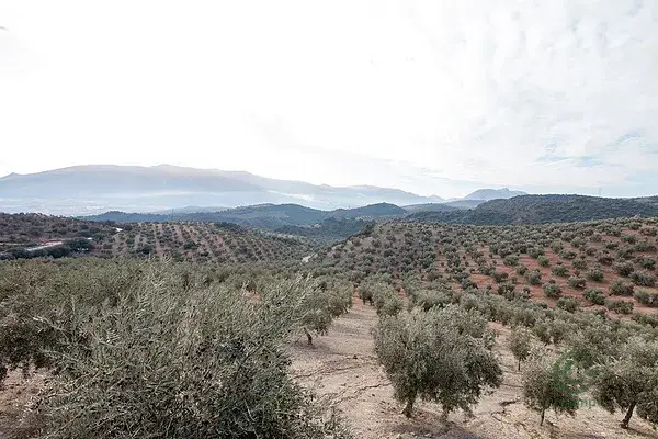 Finca Olivar 46 Hectareas Loja Granada