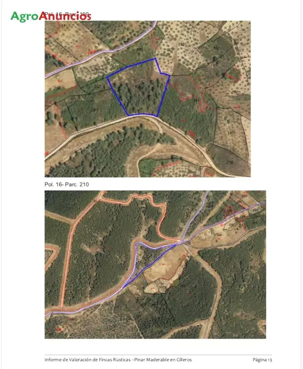 Venta  de Finca de pinos en Cáceres