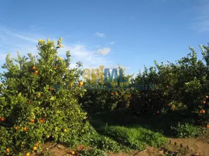 Venta Finca 19 Hectareas Naranjos Sevilla