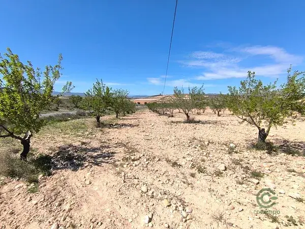 Almendro 22400m2 Jumilla Murcia Proyecto Agricola o Vivienda