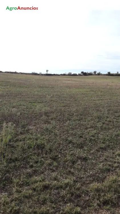 Alquiler  de Fincas rústicas de pastos para el ganado en Cáceres