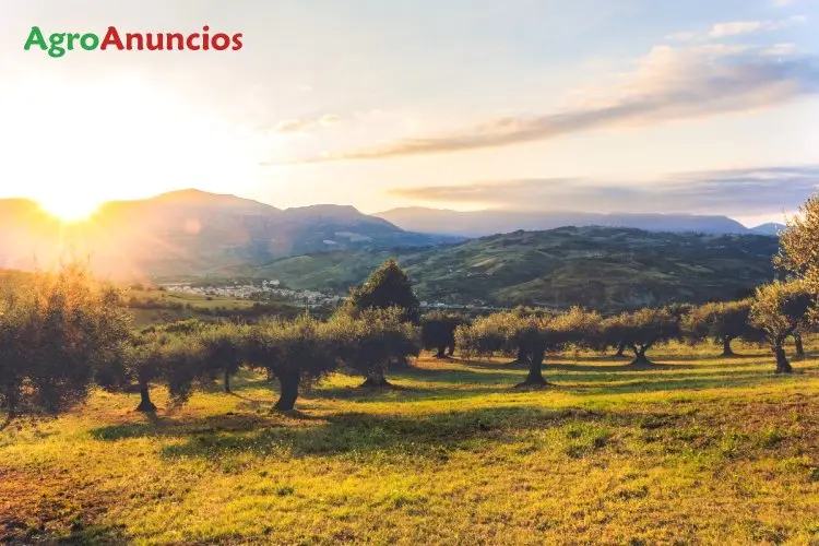 Venta  de Finca de olivos en Jaén