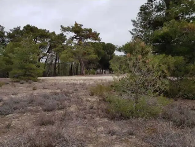 Finca en Arevalo Avila 50 Indiviso