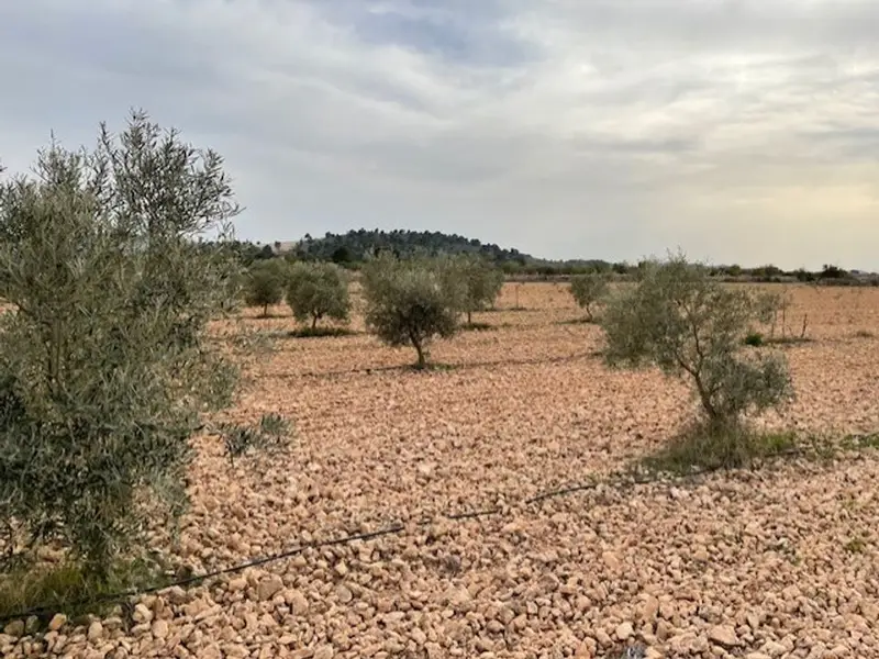 Terreno en Yecla, Murcia provincia