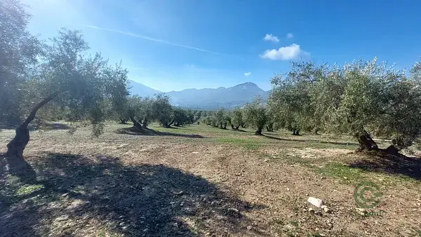 Finca Olivar Jaen Quesada 170 plantas