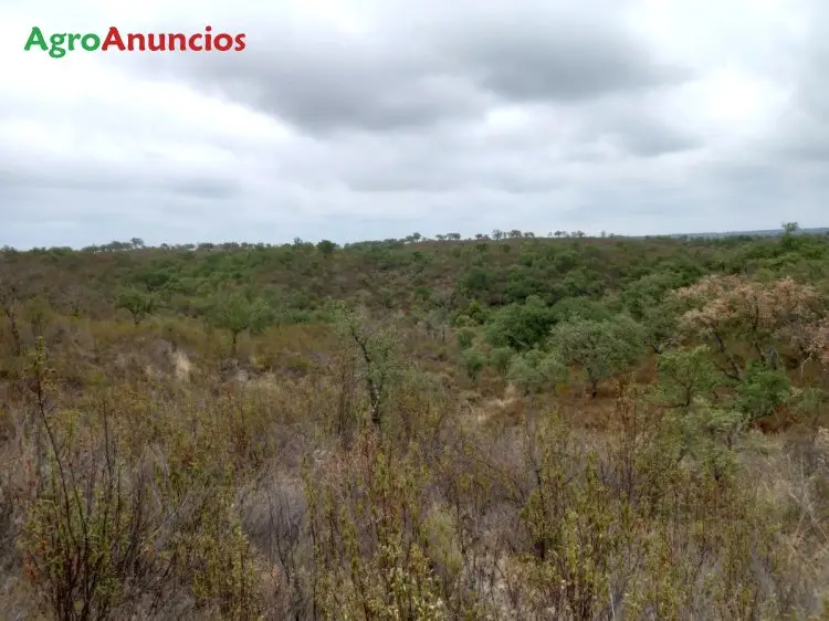 Venta  de Finca de matorral y encinas para caza en Huelva