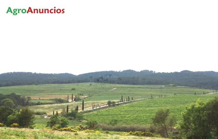 Venta  de Finca de viñedo en el penedes en Barcelona