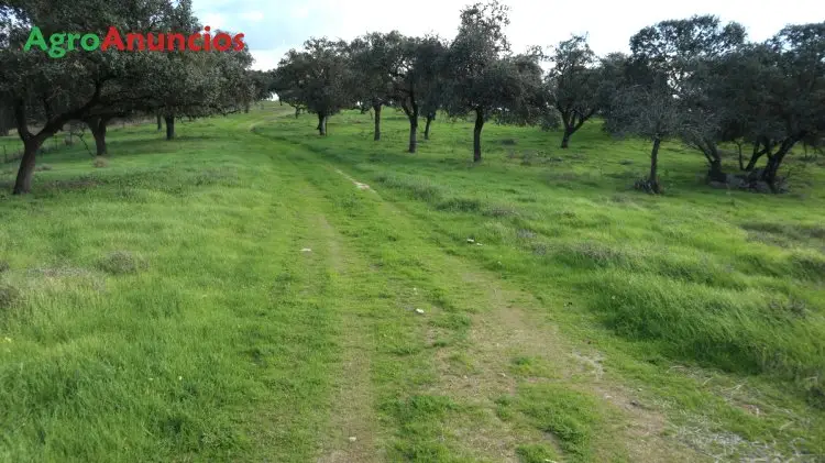 Alquiler  de Finca con dehesa en Seville