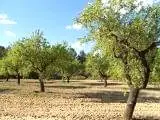 Venta  de Finca de secano en Teruel