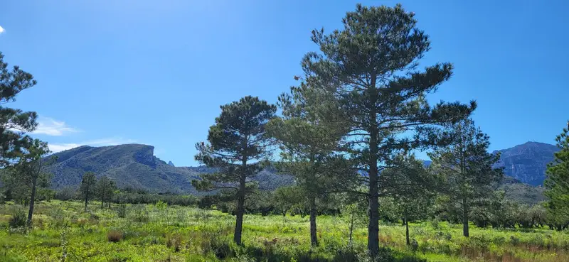 Venta Finca Rustica Roquetes 17324m2