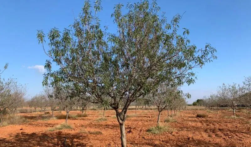 Parcela Rustica con Almendros en Cartagena