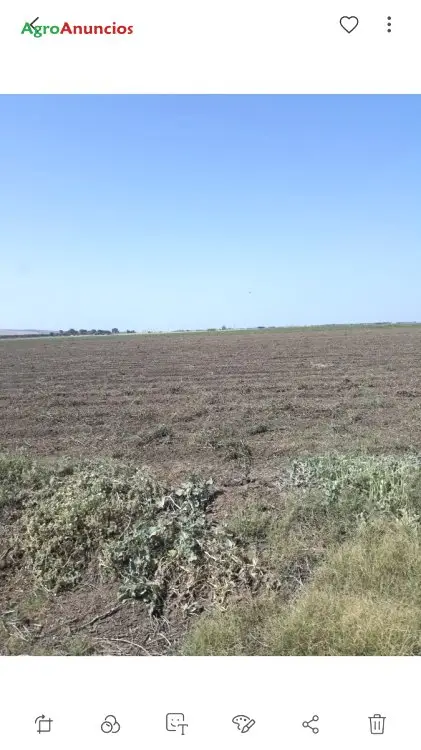 Venta  de Finca agrícola de calma de riego en Cádiz