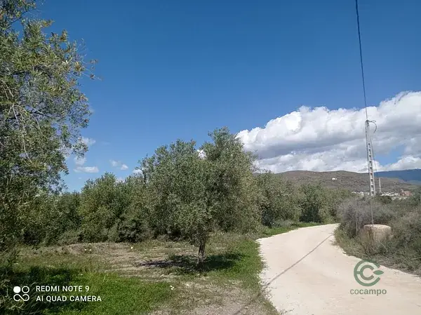 Finca Rustica Gergal Olivos Centenarios 3900m2