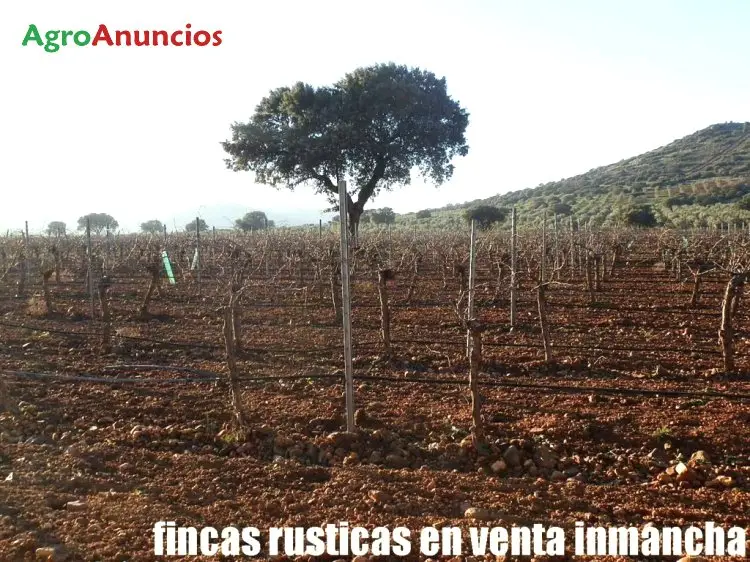 Venta  de Finca de viña en espaldera blanco airen, syrah y tempranillo en Ciudad Real