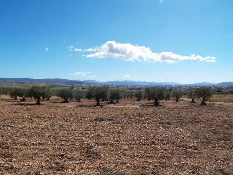 Terrenos en venta
Caudete, Alicante