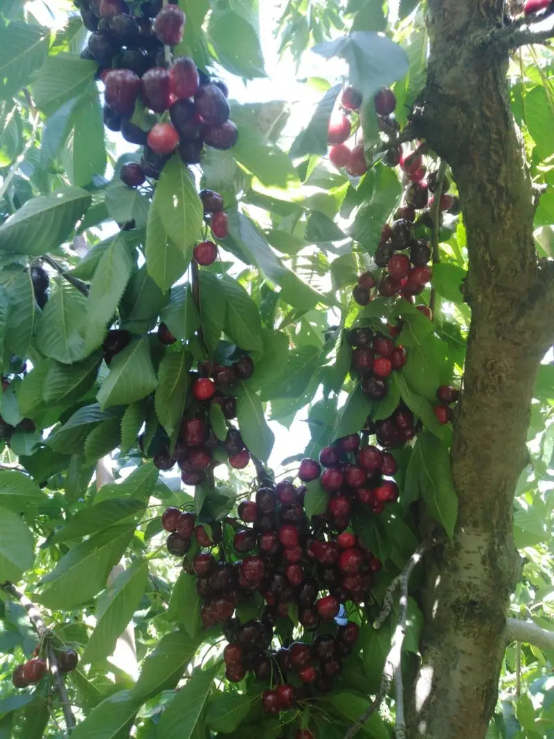 Venta Finca Fiñana 2500m2 Frutales Agua