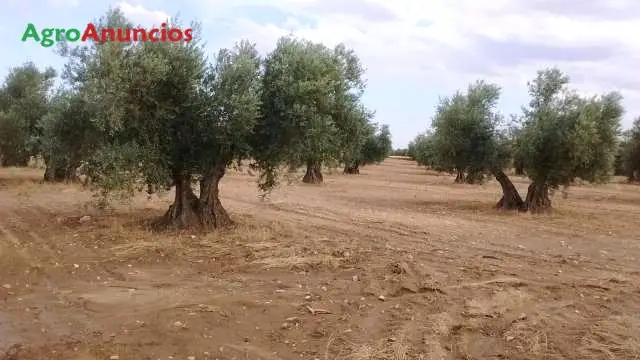 Venta  de Finca rústica con olivos en Toledo