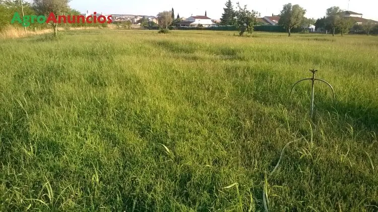 Alquiler  de Finca de regadío en Toledo