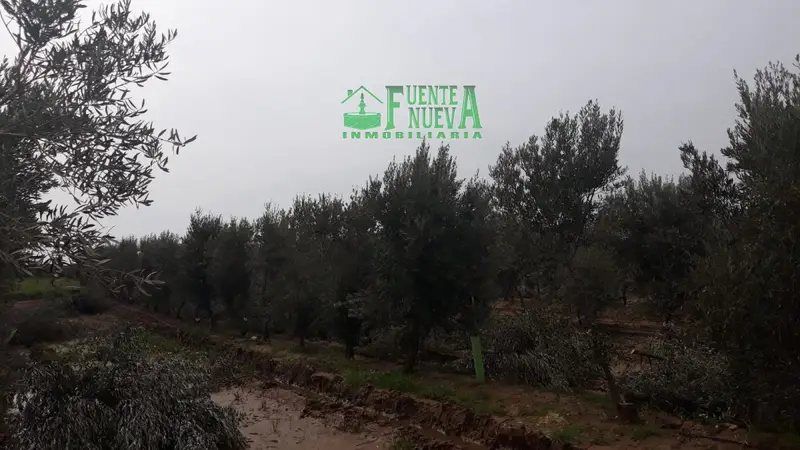 Venta Finca Olivar Superintensivo Badajoz 18 Hectareas