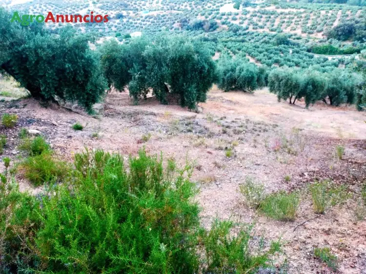 Venta  de Finca de olivar en Jaén