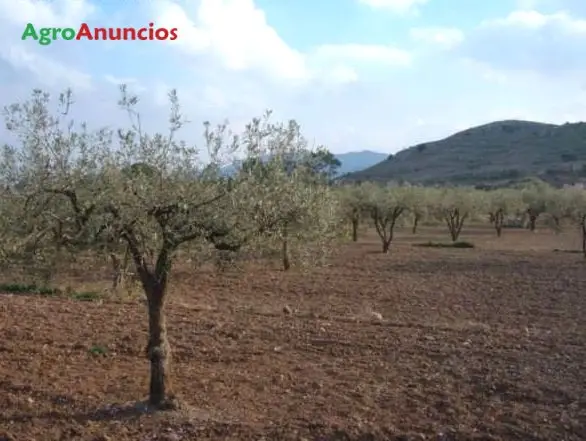 Venta  de Finca rústica de secano con olivos en Badajoz