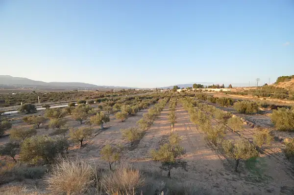 Parcela Agricola con 300 Olivos cerca de Pinoso