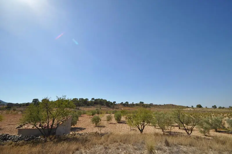 Parcela Agricola en Torre del Rico con Agua Gratuita