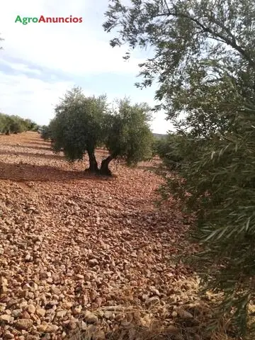 Venta  de Finca de olivos en Toledo