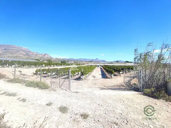 Finca Rustica 38800m2 Uva Aledo Italiana Roja Azul Casa Almacén
